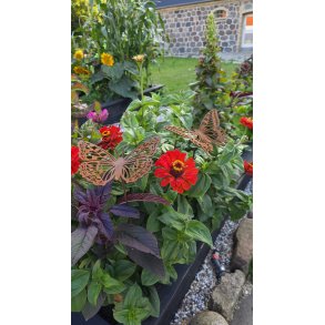 Store Insekter 