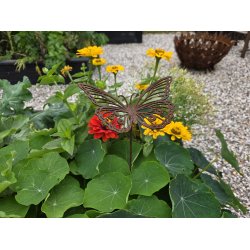 Stor Sommerfugl p� pind