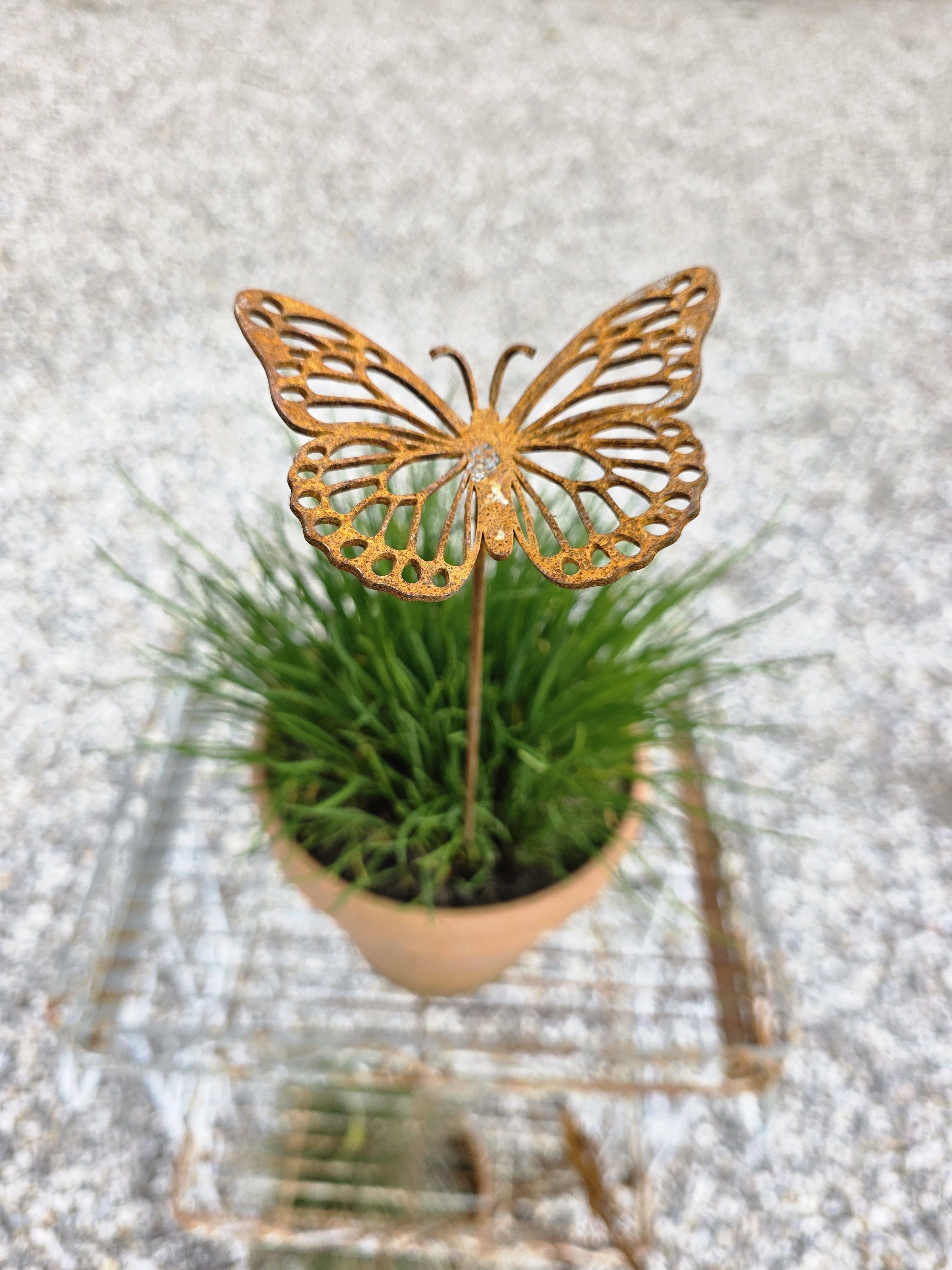 Sommerfugl p� pind