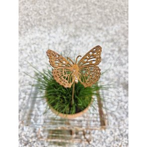 Sommerfugl p� pind