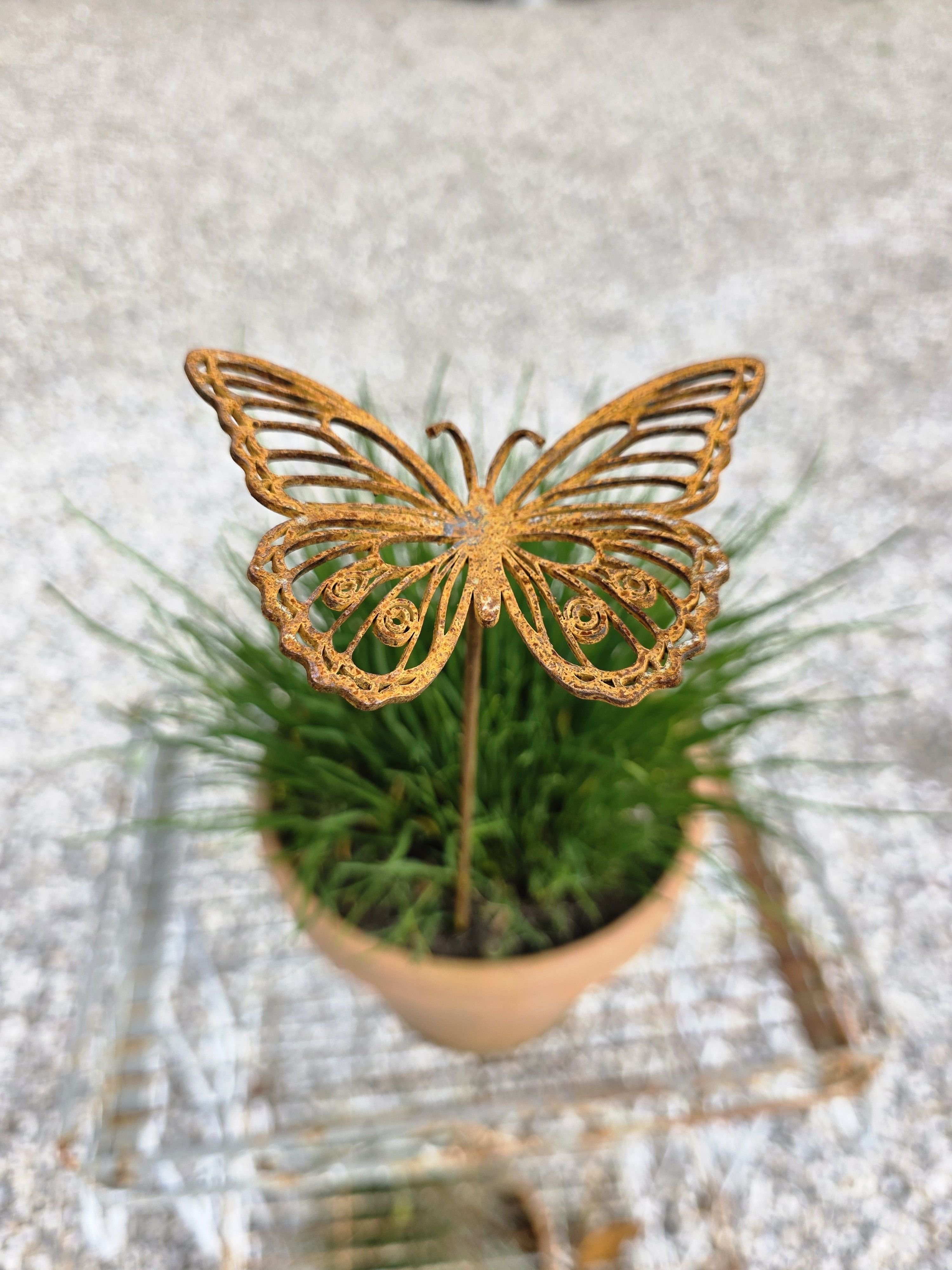 Sommerfugl p� pind