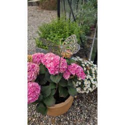 Stor Sommerfugl p� pind