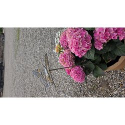 Stor Sommerfugl p� pind