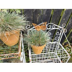 Sommerfugl p� pind