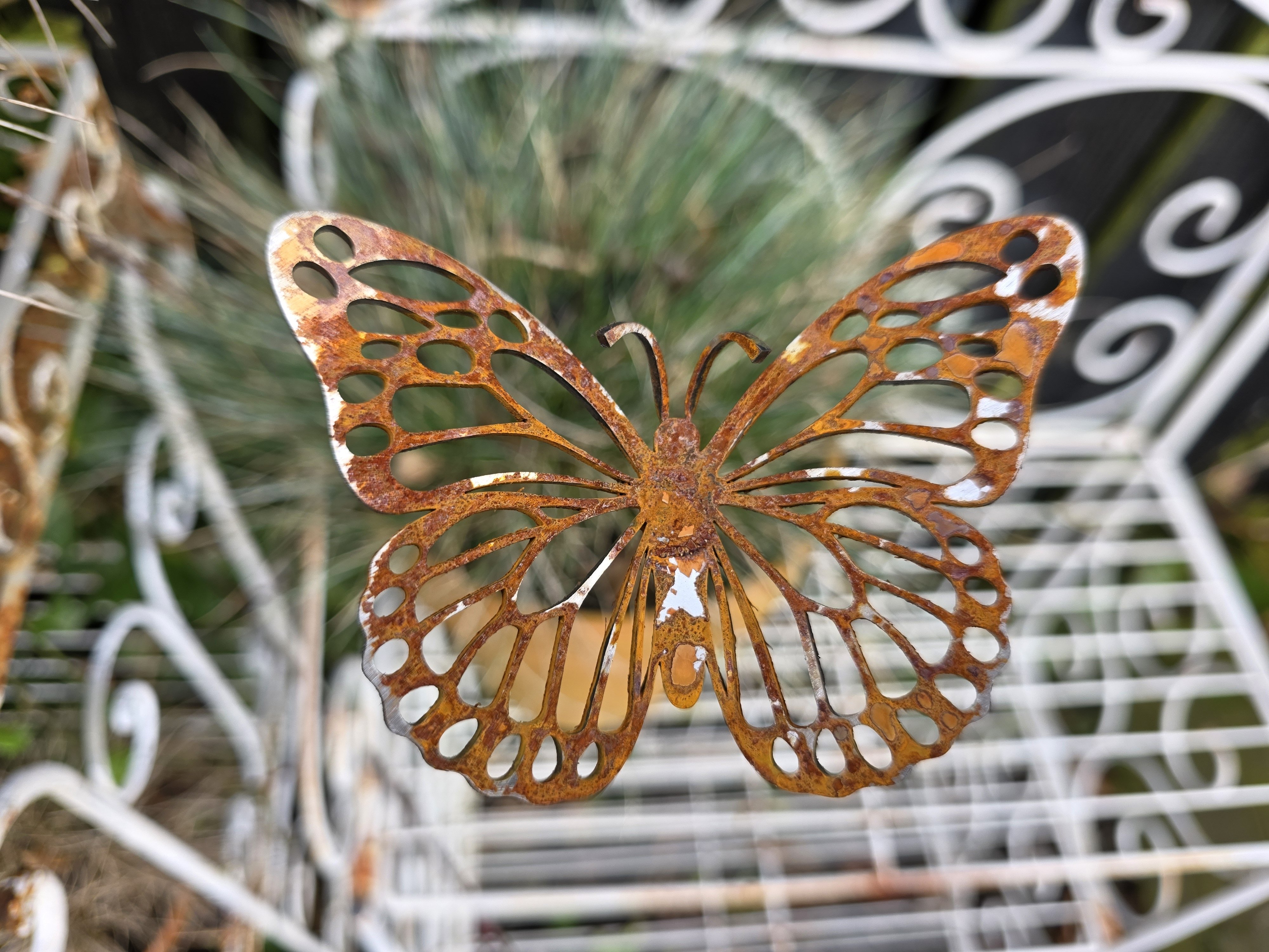 Sommerfugl p� pind