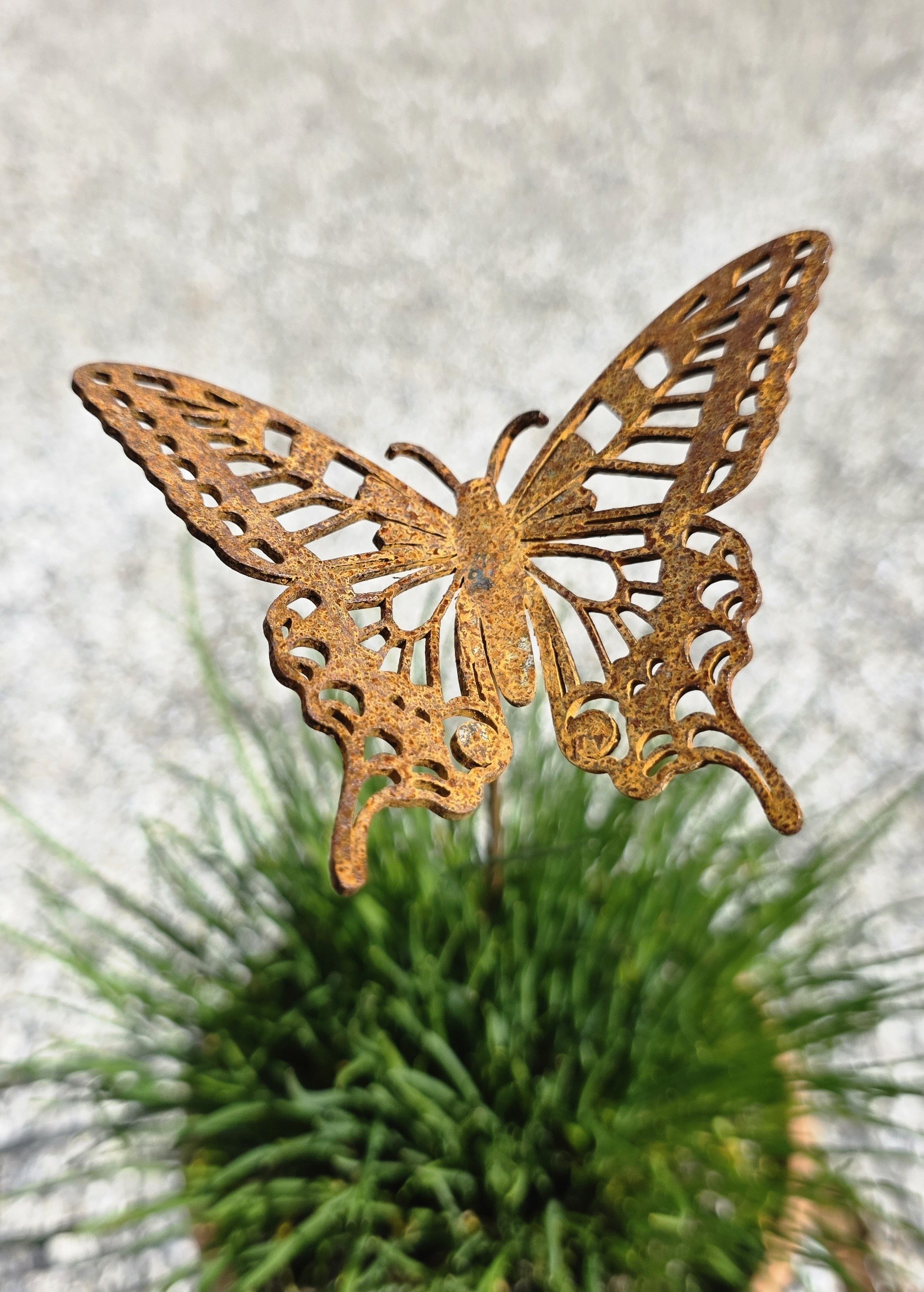 Sommerfugl p� pind